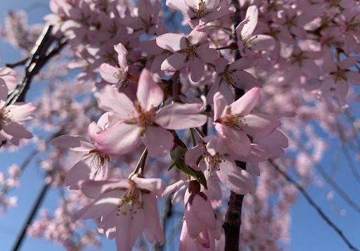 cherry-blossom-1-2