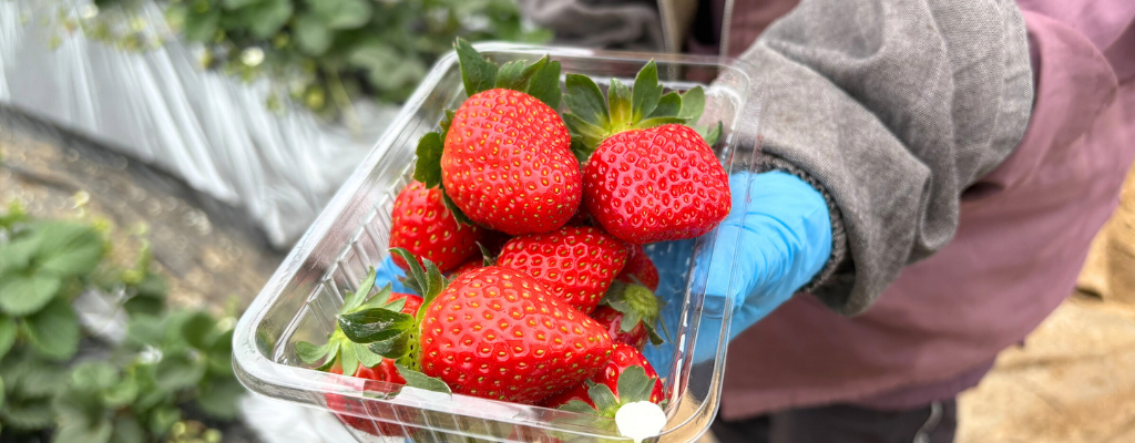 %e3%80%902-1-4-30%e3%80%91%e3%80%8c%e6%98%a5%e3%81%ae%e3%82%a2%e3%83%95%e3%82%bf%e3%83%8c%e3%83%bc%e3%83%b3%e3%83%86%e3%82%a3%e3%83%bc%e3%80%8d%e6%8f%90%e4%be%9b%e9%96%8b%e5%a7%8b